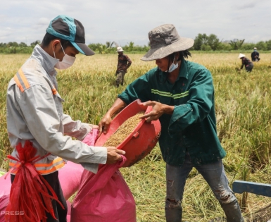 Việt Nam tăng hợp tác xuất khẩu gạo với Thái Lan, Phillippines